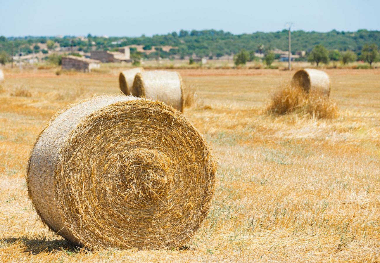 Finca in Binissalem - Finca Sion 511 by Mallorca Charme